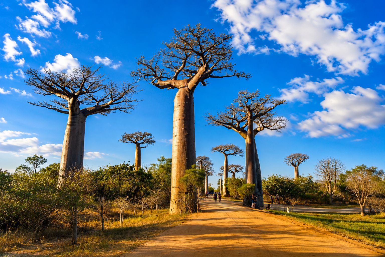 Discover Madagascar